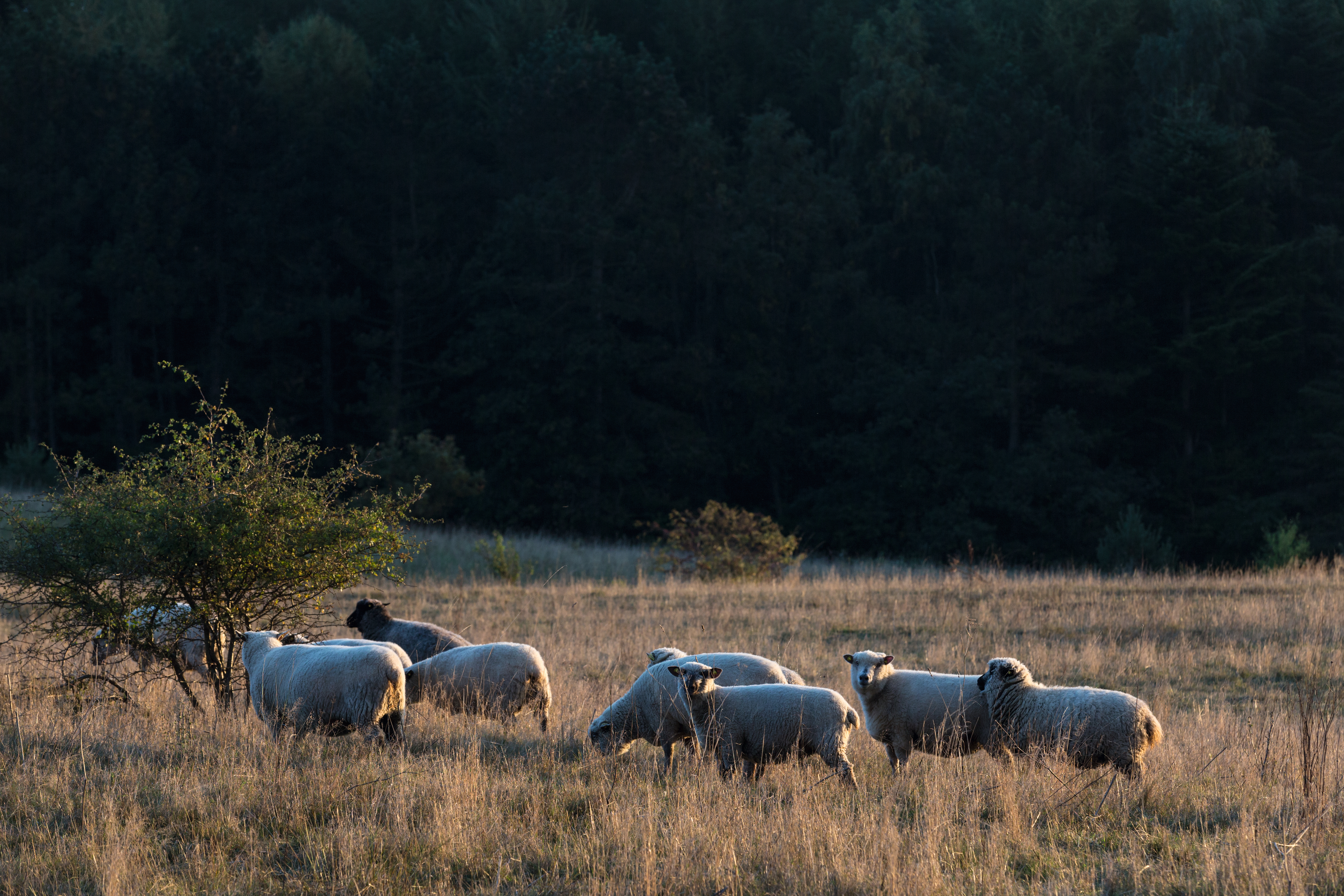 {{ 'Conscious Design' || ('Labels.Kvadrat.Client.Campaign.PrevCampaignPage' | translate) }}